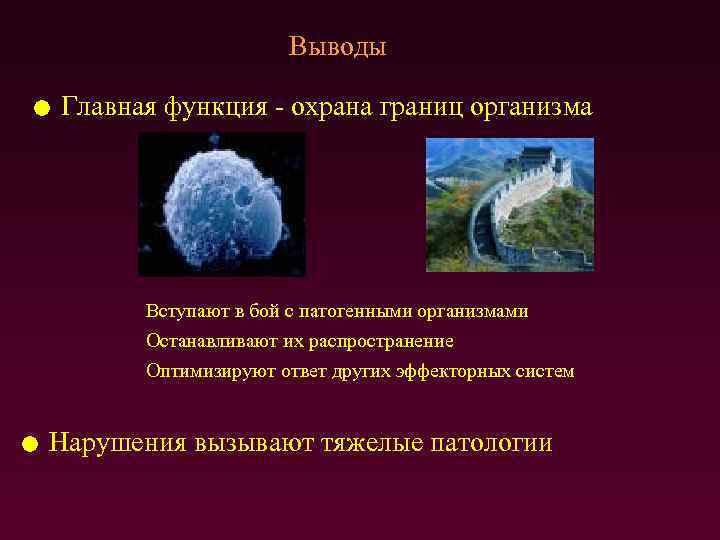 Выводы Главная функция - охрана границ организма Вступают в бой с патогенными организмами Останавливают