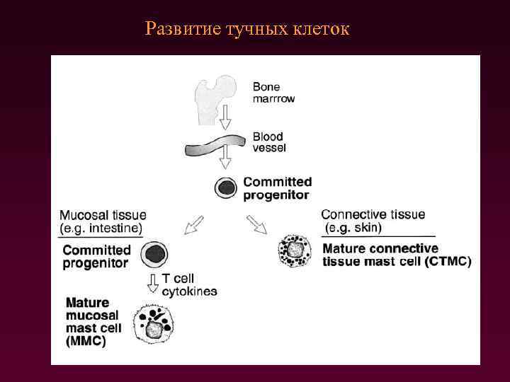 Развитие тучных клеток 