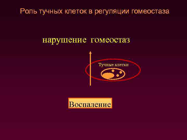 Роль тучных клеток в регуляции гомеостаза нарушение гомеостаз Тучные клетки Ответ Воспаление 