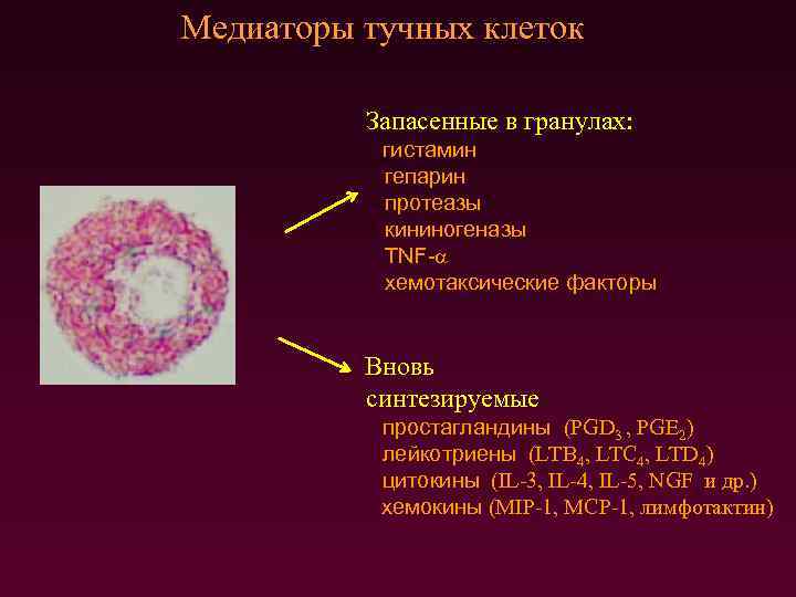 Медиаторы тучных клеток Запасенные в гранулах: гистамин гепарин протеазы кининогеназы TNF- хемотаксические факторы Вновь