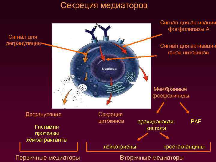 Секреция медиаторов Сигнал для активации фосфолипазы А Сигнал для дегрануляции Сигнал для активации генов