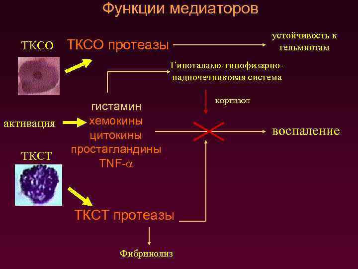 Функции медиаторов ТКСО устойчивость к гельминтам ТКСО протеазы Гипоталамо-гипофизарнонадпочечниковая система активация ТКСТ гистамин хемокины