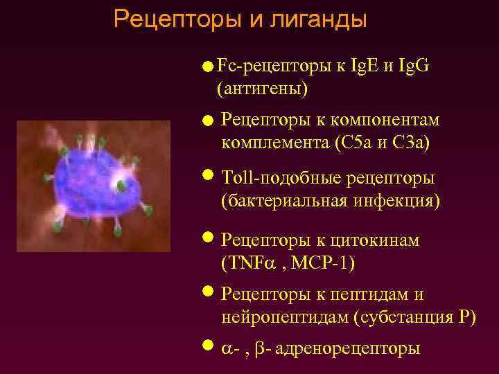 Рецепторы и лиганды Fc-рецепторы к Ig. E и Ig. G (антигены) Рецепторы к компонентам