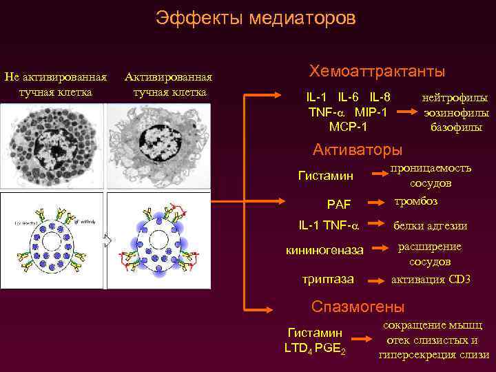 Эффекты медиаторов Не активированная тучная клетка Активированная тучная клетка Хемоаттрактанты IL-1 IL-6 IL-8 TNF-