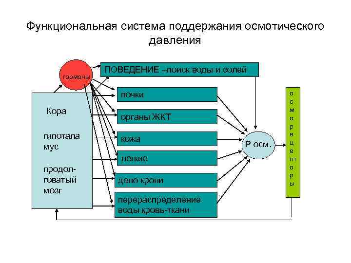 Функциональная система поддержания осмотического давления гормоны ПОВЕДЕНИЕ –поиск воды и солей почки Кора гипотала