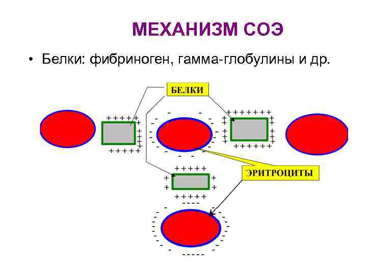 МЕХАНИЗМ СОЭ • Белки: фибриноген, гамма-глобулины и др. 