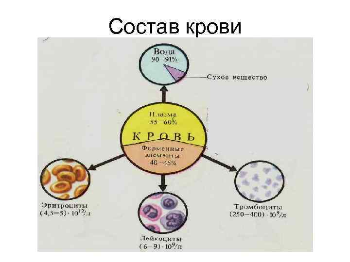 Состав крови 