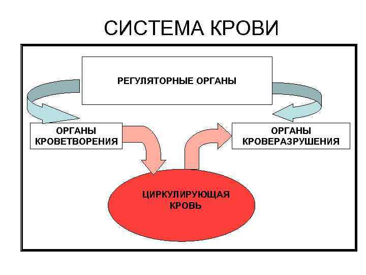 СИСТЕМА КРОВИ РЕГУЛЯТОРНЫЕ ОРГАНЫ КРОВЕТВОРЕНИЯ ОРГАНЫ КРОВЕРАЗРУШЕНИЯ ЦИРКУЛИРУЮЩАЯ КРОВЬ 