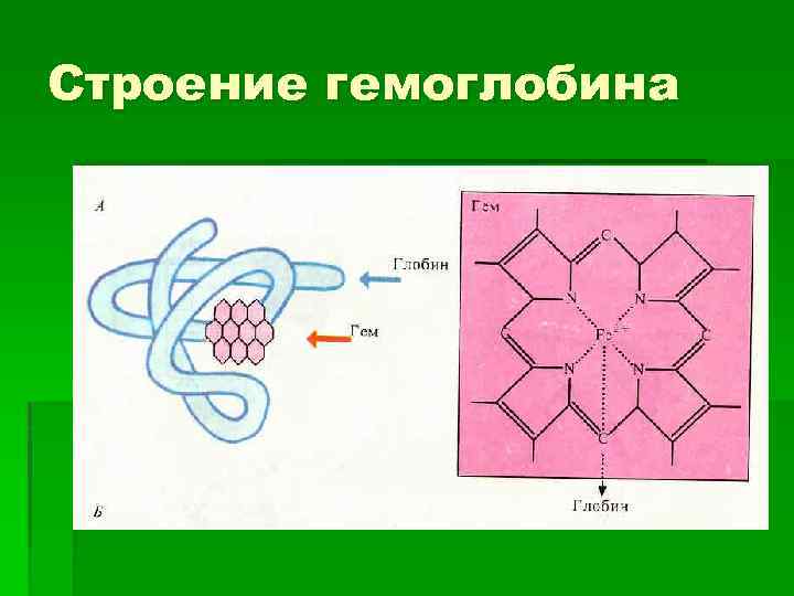Строение гемоглобина 