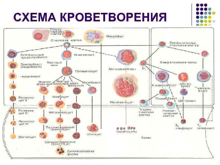 СХЕМА КРОВЕТВОРЕНИЯ 
