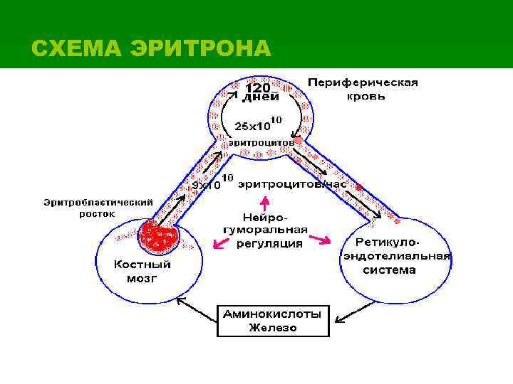 СХЕМА ЭРИТРОНА 