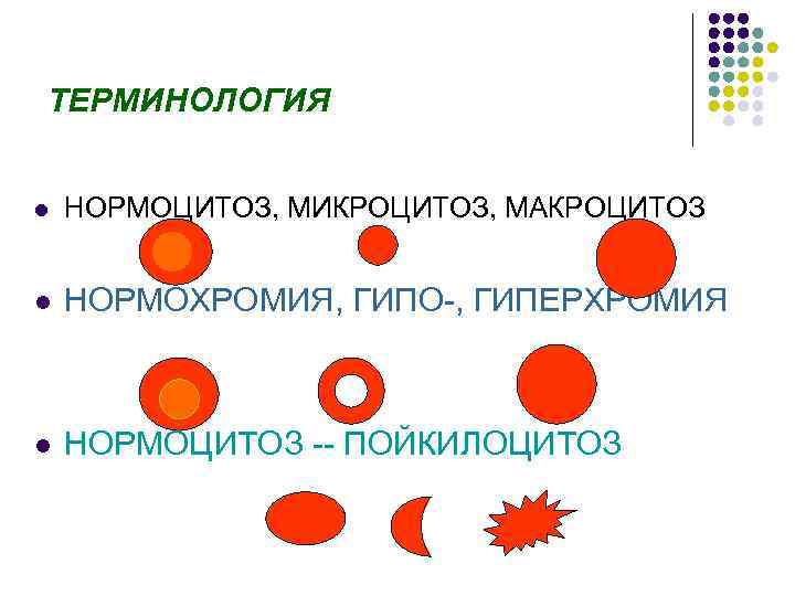 ТЕРМИНОЛОГИЯ l НОРМОЦИТОЗ, МИКРОЦИТОЗ, МАКРОЦИТОЗ l НОРМОХРОМИЯ, ГИПО-, ГИПЕРХРОМИЯ l НОРМОЦИТОЗ -- ПОЙКИЛОЦИТОЗ 