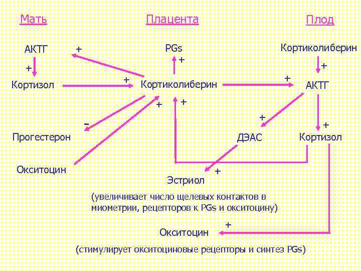 Мать АКТГ Плацента Плод PGs + Кортиколиберин + + + Кортизол Окситоцин + Кортиколиберин