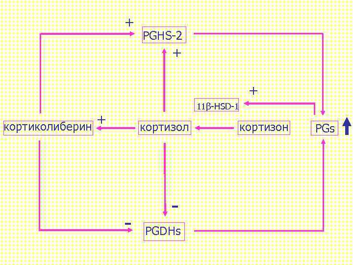 + PGHS-2 + + кортиколиберин 11β-HSD-1 + кортизол - PGDHs кортизон PGs 