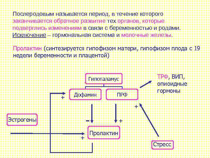 Послеродовым называется период, в течение которого заканчивается обратное развитие тех органов, которые подверглись изменениям