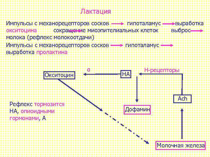 Лактация Импульсы с механорецепторов сосков гипоталамус окситоцина сокращение миоэпителиальных клеток молока (рефлекс молокоотдачи) Импульсы