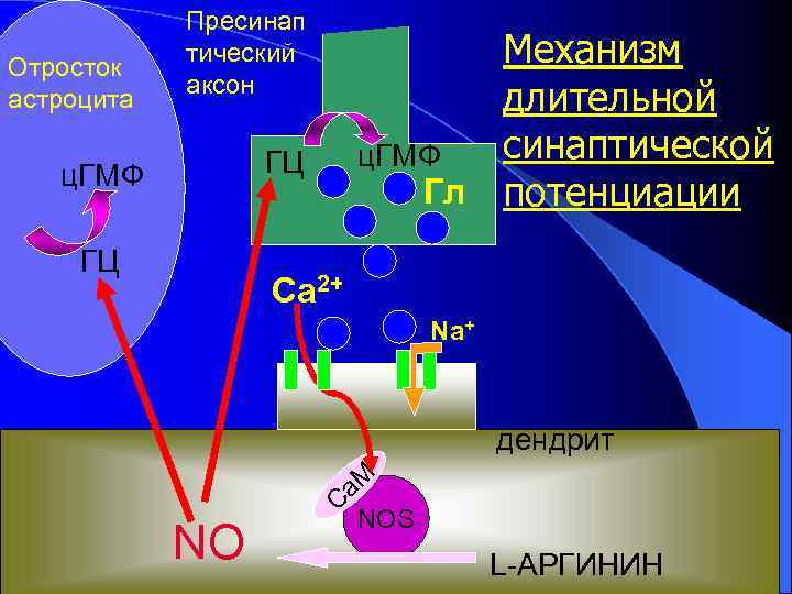 Отросток астроцита Пресинап тический аксон Механизм длительной синаптической ц. ГМФ Гл потенциации ГЦ ц.