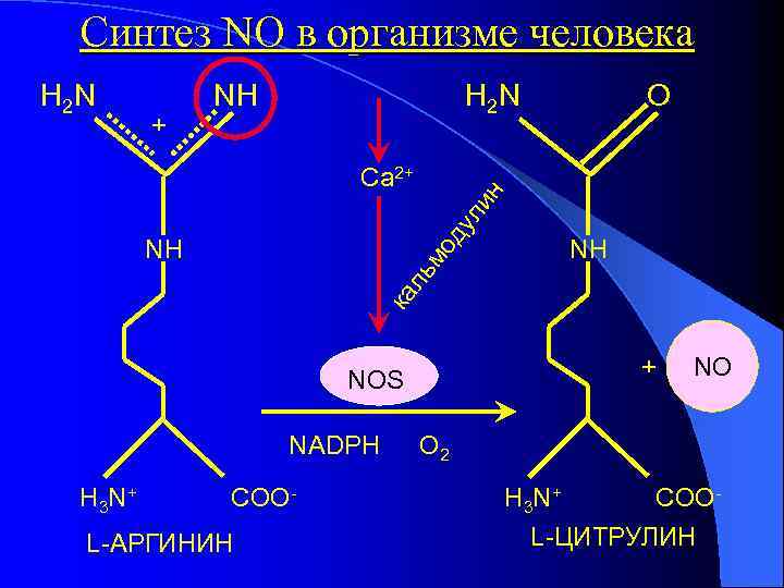 Синтез NO в организме человека H 2 N + H 2 N NH ду