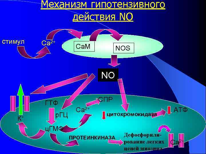 Механизм гипотензивного действия NO стимул Са 2+ Ca. M NOS NO ГTФ К+ р.