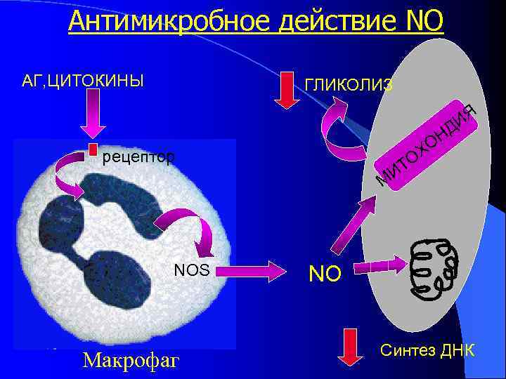 Антимикробное действие NO АГ, ЦИТОКИНЫ ГЛИКОЛИЗ ИЯ Д рецептор ТО И ОН Х М