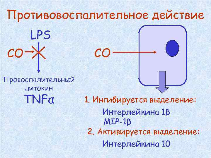 Противовоспалительное действие LPS CO CO Провоспалительный цитокин TNFα 1. Ингибируется выделение: Интерлейкина 1β MIP-1β