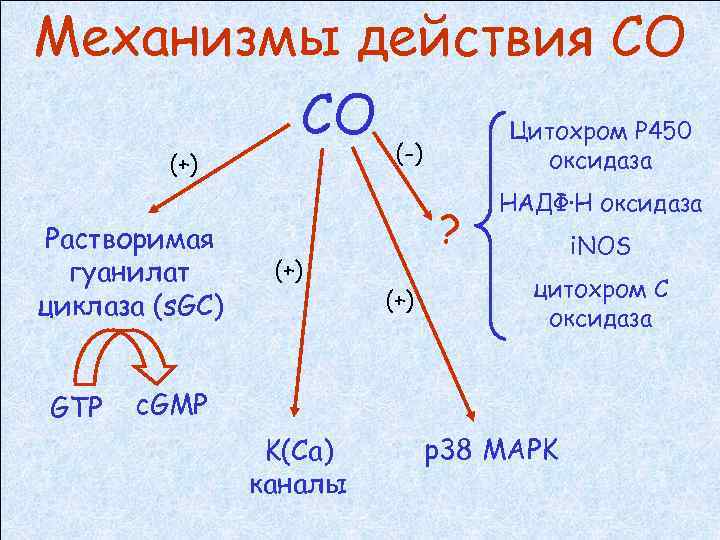 Механизмы действия СО СО Цитохром Р 450 (-) (+) Растворимая гуанилат циклаза (s. GC)