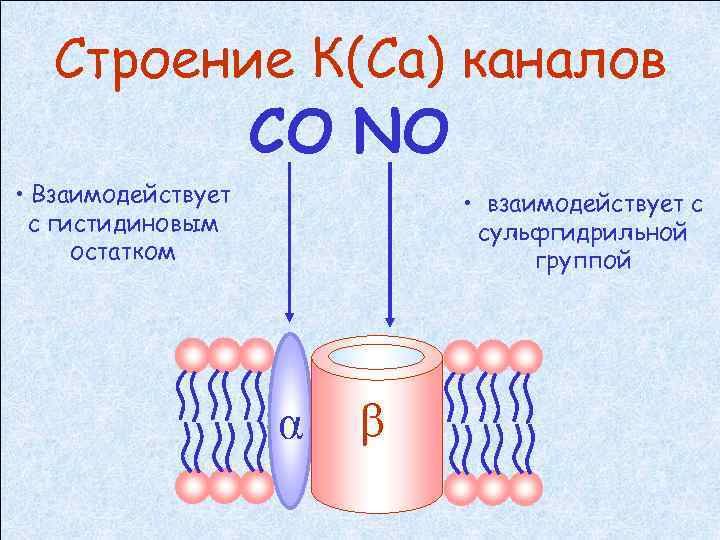 Строение К(Ca) каналов СО NO • Взаимодействует с гистидиновым остатком • взаимодействует с сульфгидрильной