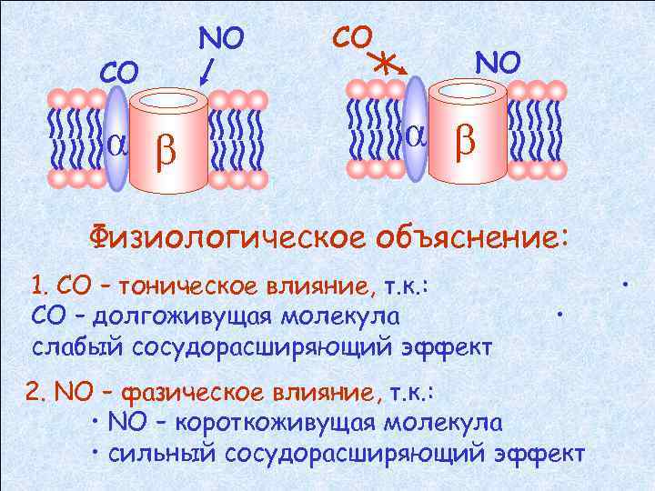 СО α β NO СО NO α β Физиологическое объяснение: 1. СО – тоническое