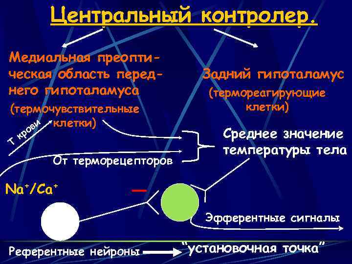 Центральный контролер. Медиальная преоптическая область переднего гипоталамуса (термочувствительные ви клетки) Т о кр От