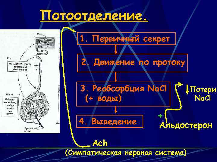 Потоотделение. 1. Первичный секрет 2. Движение по протоку 3. Реабсорбция Na. Cl (+ воды)