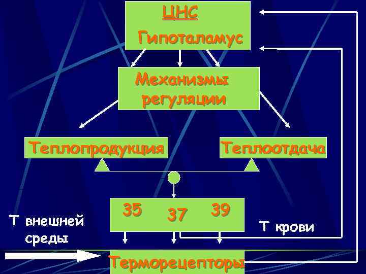 ЦНС Гипоталамус Механизмы регуляции Теплопродукция Т внешней среды 35 Теплоотдача 37 39 Терморецепторы Т