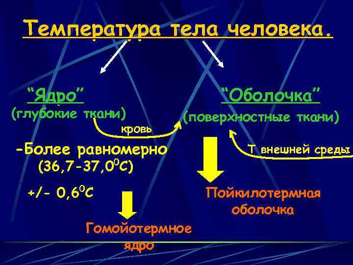 Температура тела человека. “Ядро” (глубокие ткани) кровь “Оболочка” (поверхностные ткани) -Более равномерно (36, 7