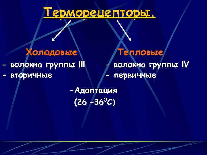 Терморецепторы. Холодовые - волокна группы lll - вторичные Тепловые - волокна группы l. V