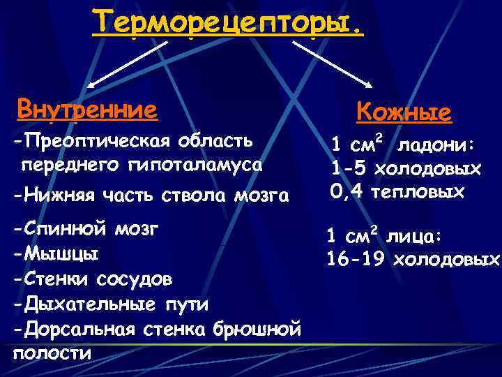 Терморецепторы. Внутренние -Преоптическая область переднего гипоталамуса -Нижняя часть ствола мозга -Спинной мозг -Мышцы -Стенки