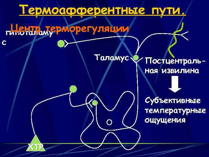 Термоафферентные пути. Центр терморегуляции гипоталаму с Таламус Постцентральная извилина Субъективные температурные ощущения ХТР 