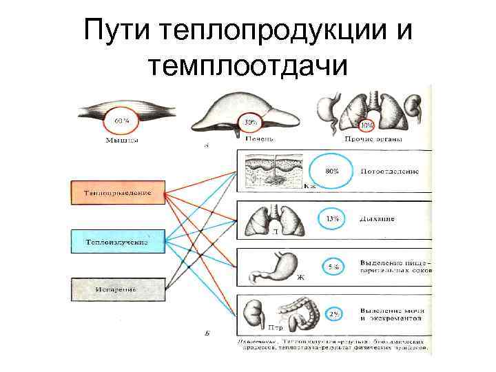 Пути теплопродукции и темплоотдачи 