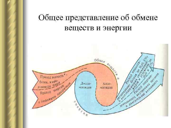 Общее представление об обмене веществ и энергии 