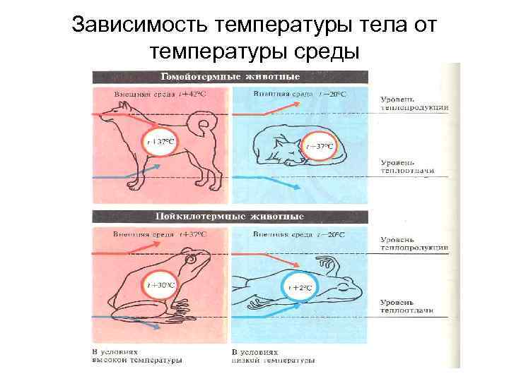 Зависимость температуры тела от температуры среды 