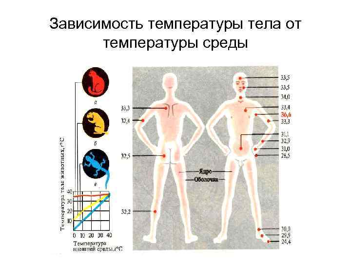 Зависимость температуры тела от температуры среды 