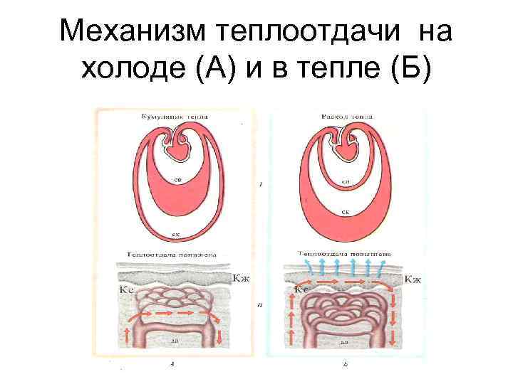 Механизм теплоотдачи на холоде (А) и в тепле (Б) 