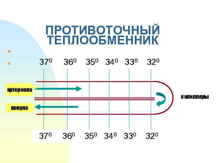 ПРОТИВОТОЧНЫЙ ТЕПЛООБМЕННИК n 370 n 360 350 340 330 320 артериола капилляры венула 370