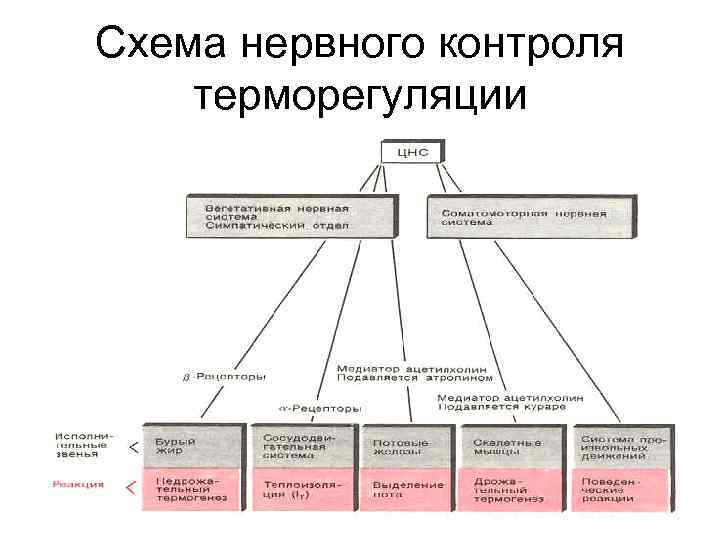 Схема нервного контроля терморегуляции 