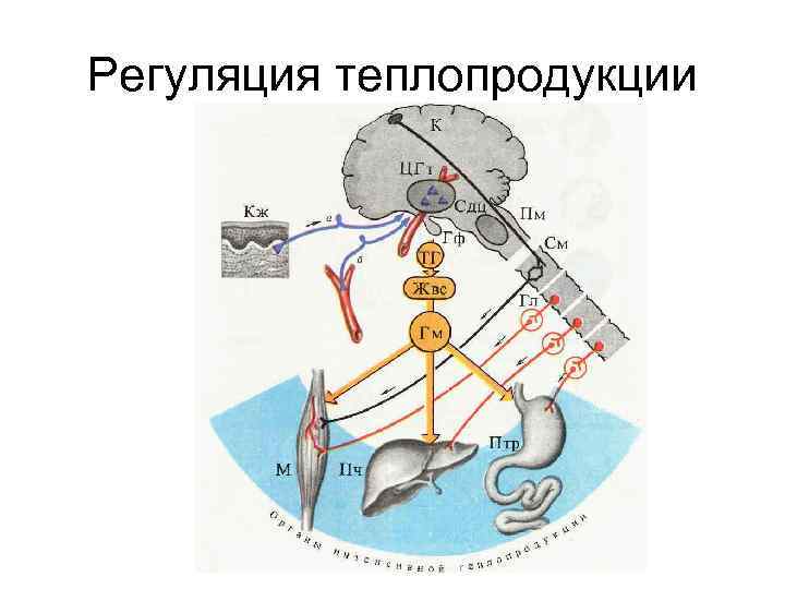 Регуляция теплопродукции 