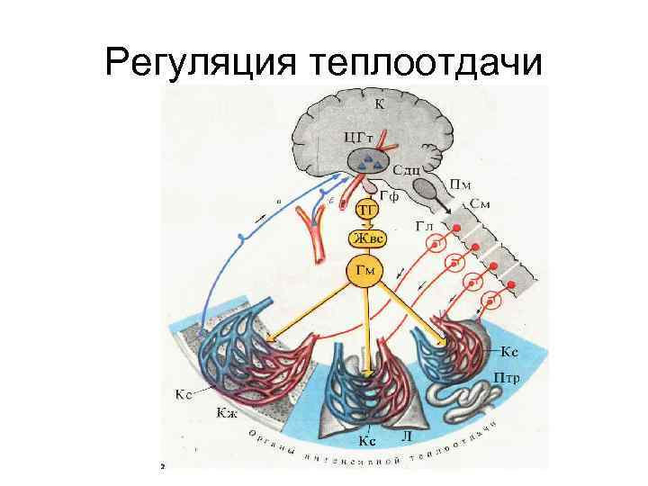 Регуляция теплоотдачи 