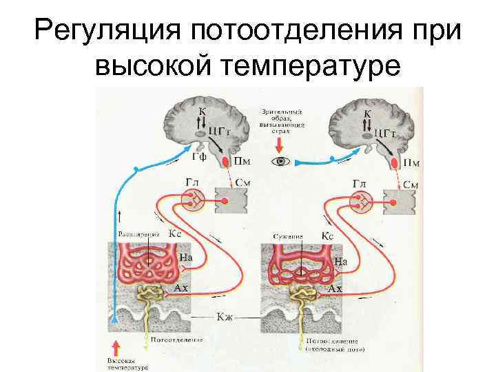 Регуляция потоотделения при высокой температуре 