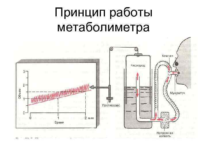 Принцип работы метаболиметра 