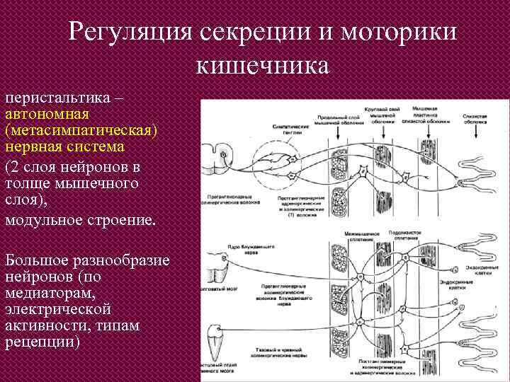 Регуляция секреции и моторики кишечника перистальтика – автономная (метасимпатическая) нервная система (2 слоя нейронов