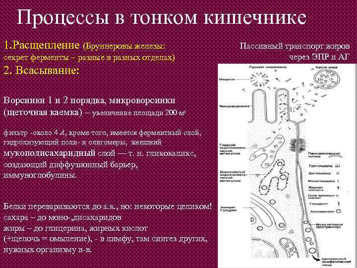 Процессы в тонком кишечнике 1. Расщепление (Бруннеровы железы: Пассивный транспорт жиров через ЭПР и