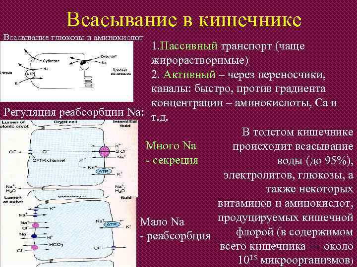 Всасывание в кишечнике Всасывание глюкозы и аминокислот 1. Пассивный транспорт (чаще жирорастворимые) 2. Активный