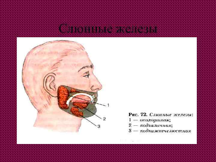 Слюнные железы 